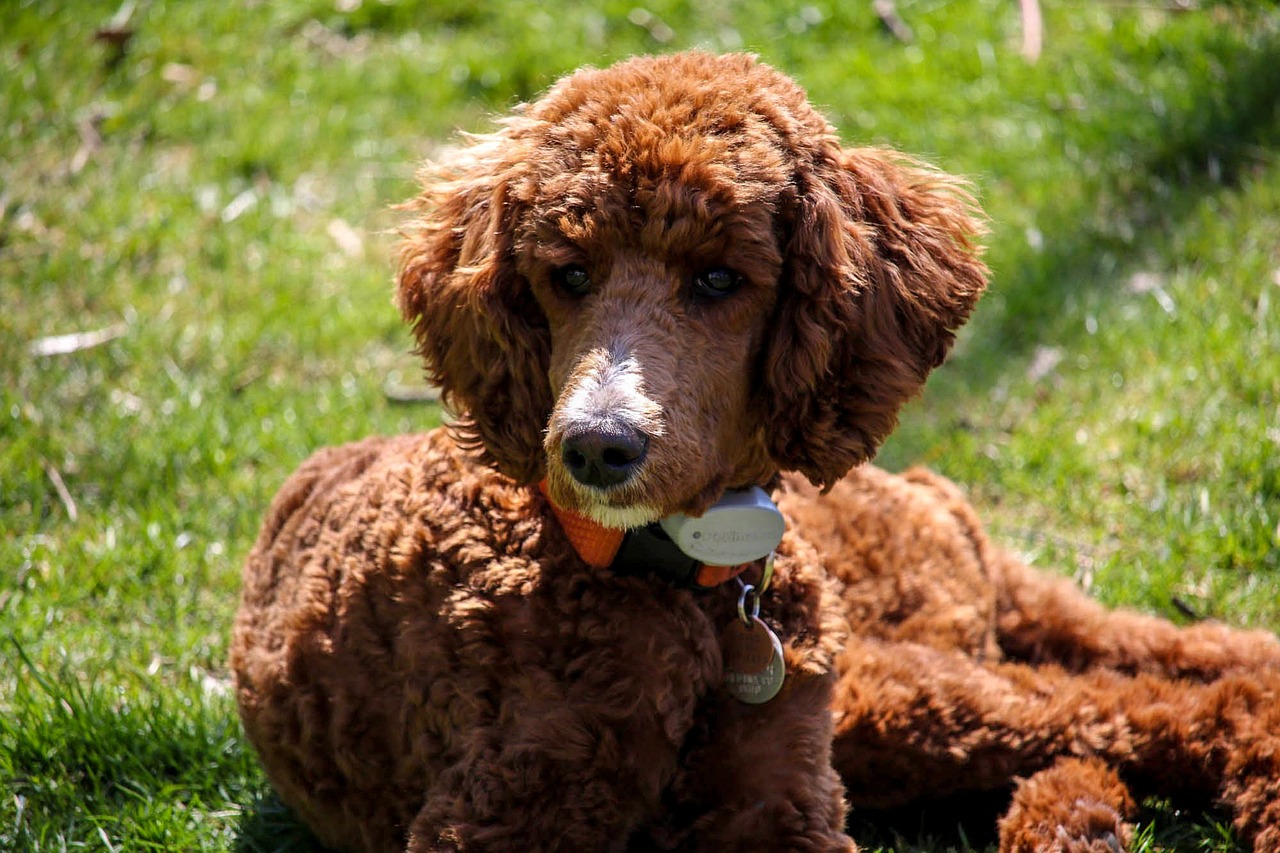 The Best Grooming Techniques for Poodles